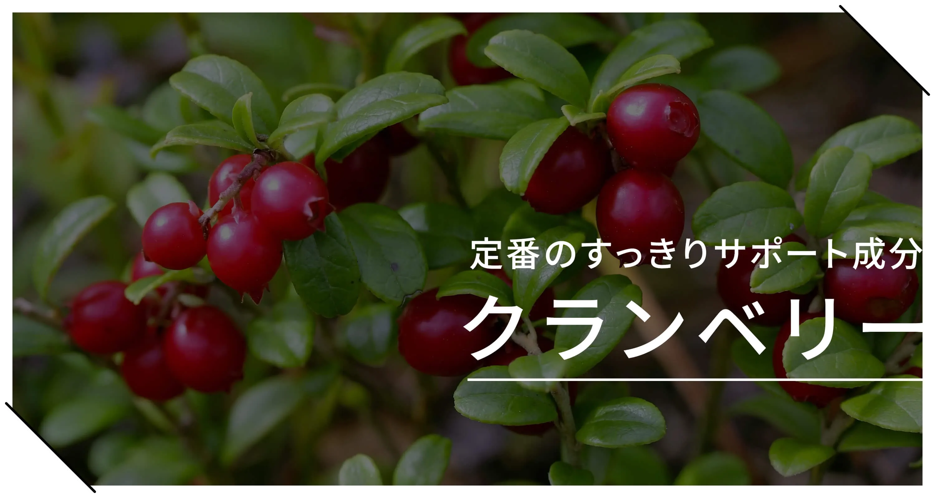 定番のすっきりサポート成分_クランベリー